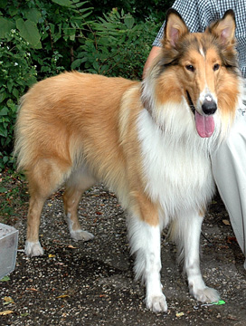 collie.jpg (63589 bytes)